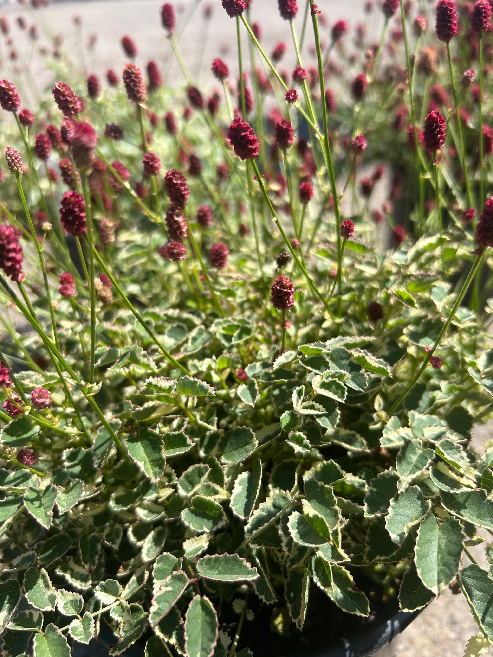Sanguisorba off. var. mic. Little Angel Dwarf Burnet