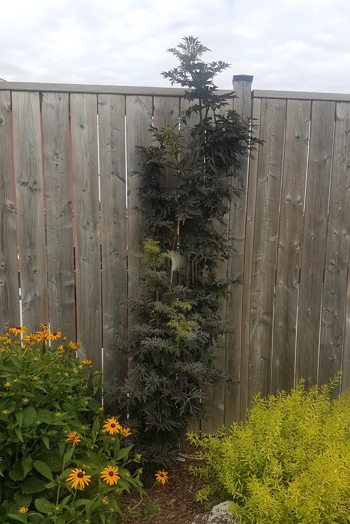 Sambucus nigra Laced Up SNR1292 PP29051, CPBRAF Laced Up Elderberry