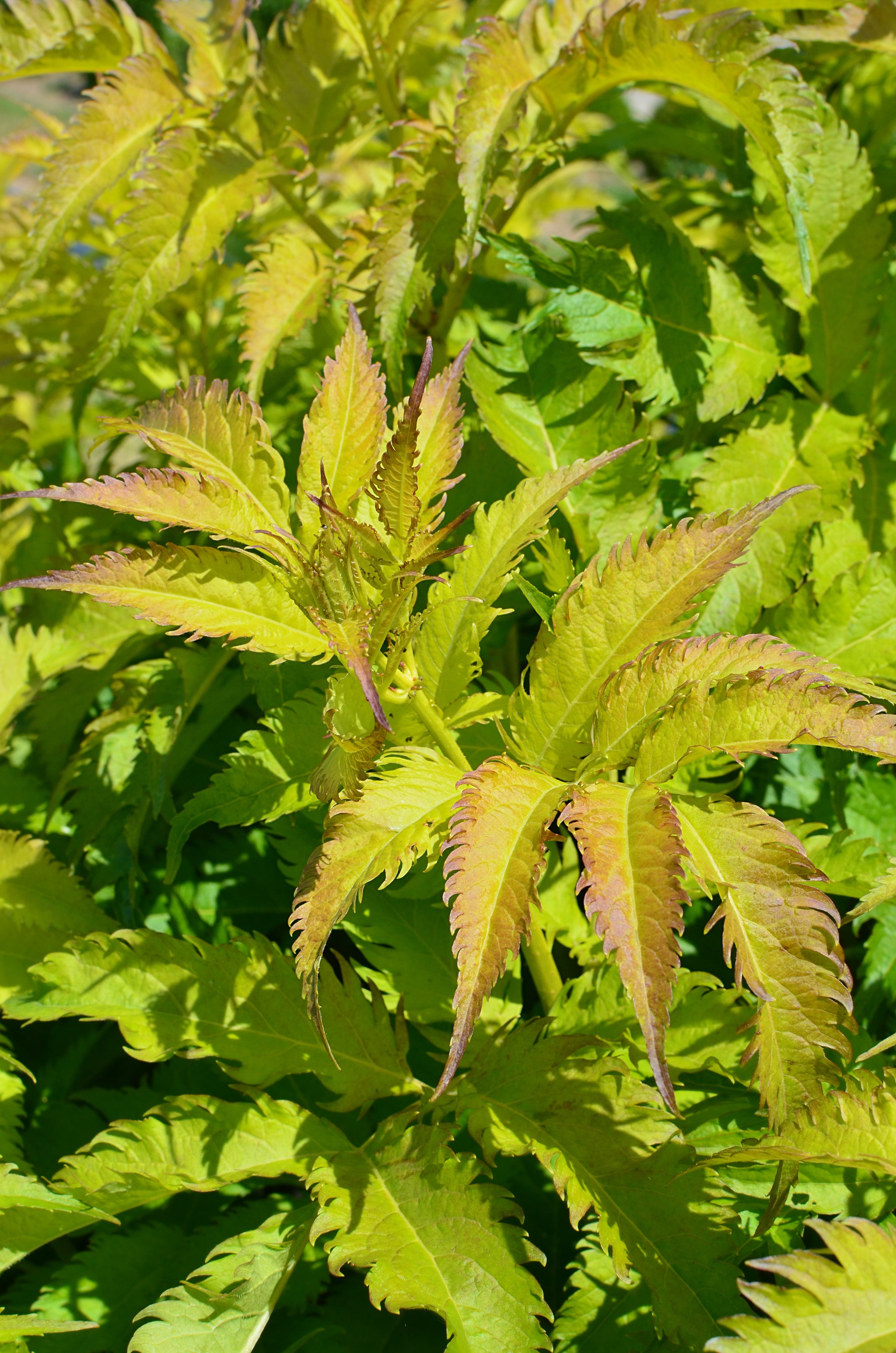 Sambucus nigra Serenade Serenade Elder