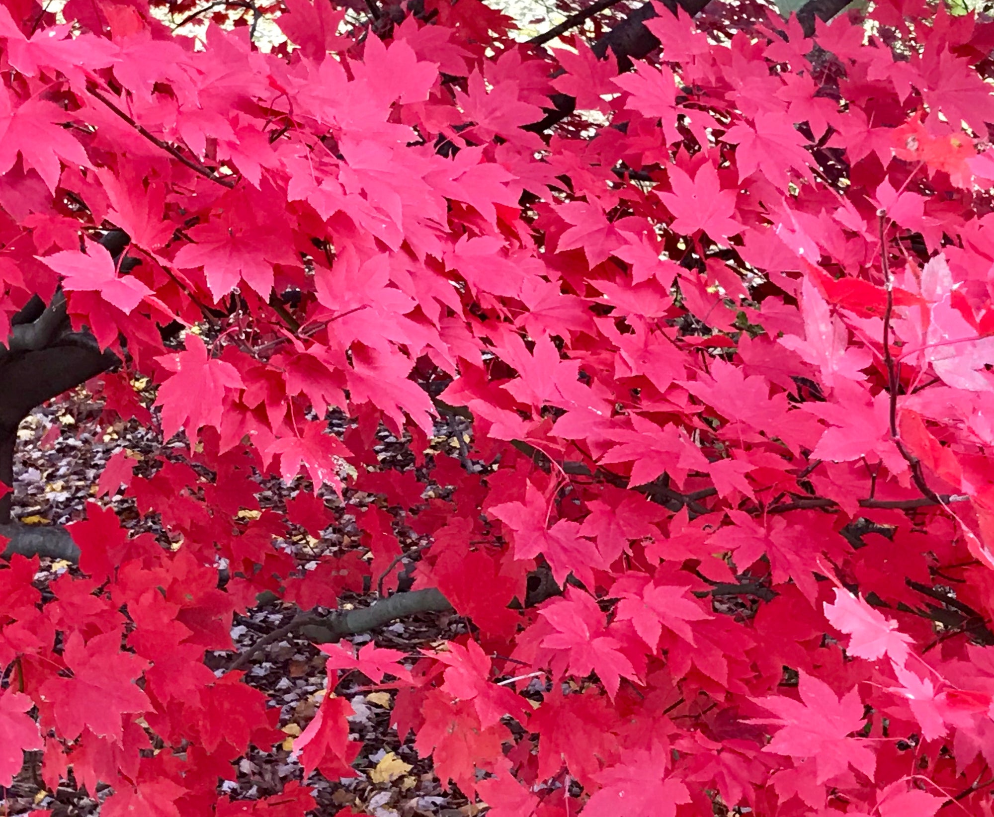 Acer x Morning Starburst Morton UW Morning Starburst Maple