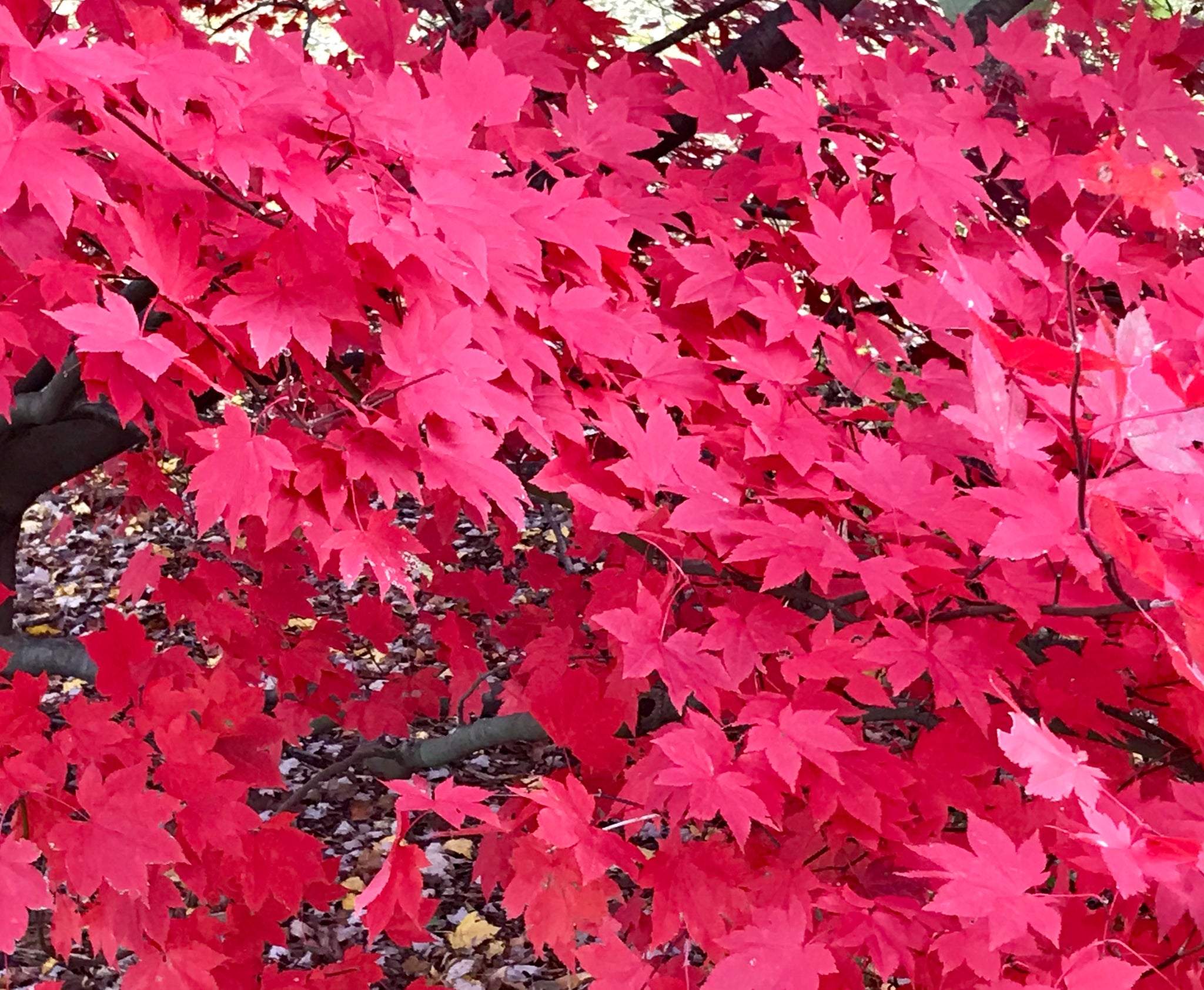 Acer x Morning Starburst Morton UW Morning Starburst Maple
