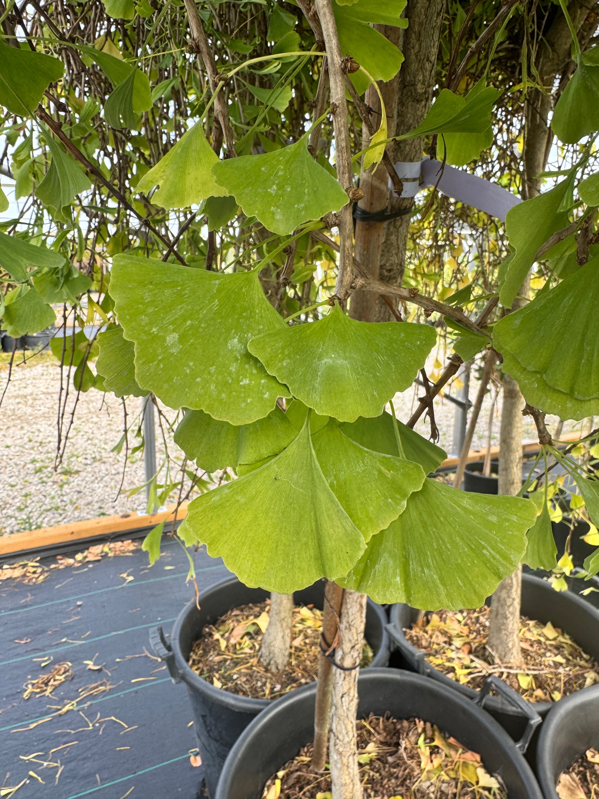 Weeping Wonder Maidenhair Tree