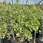 Sky Tower™ Ginkgo