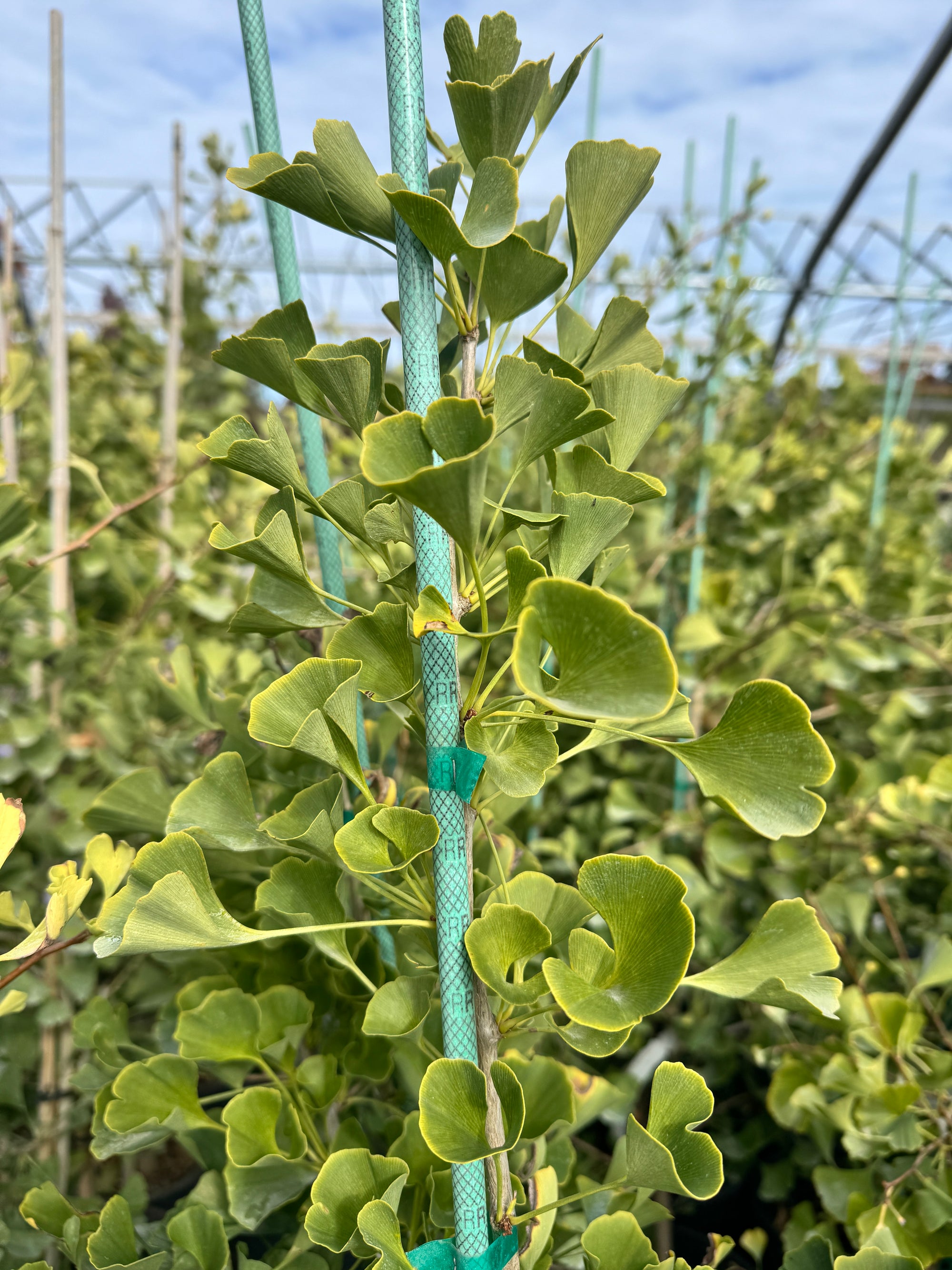 Sky Tower™ Ginkgo