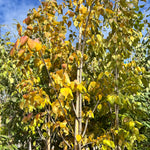 Beijing Gold™ Tree Lilac