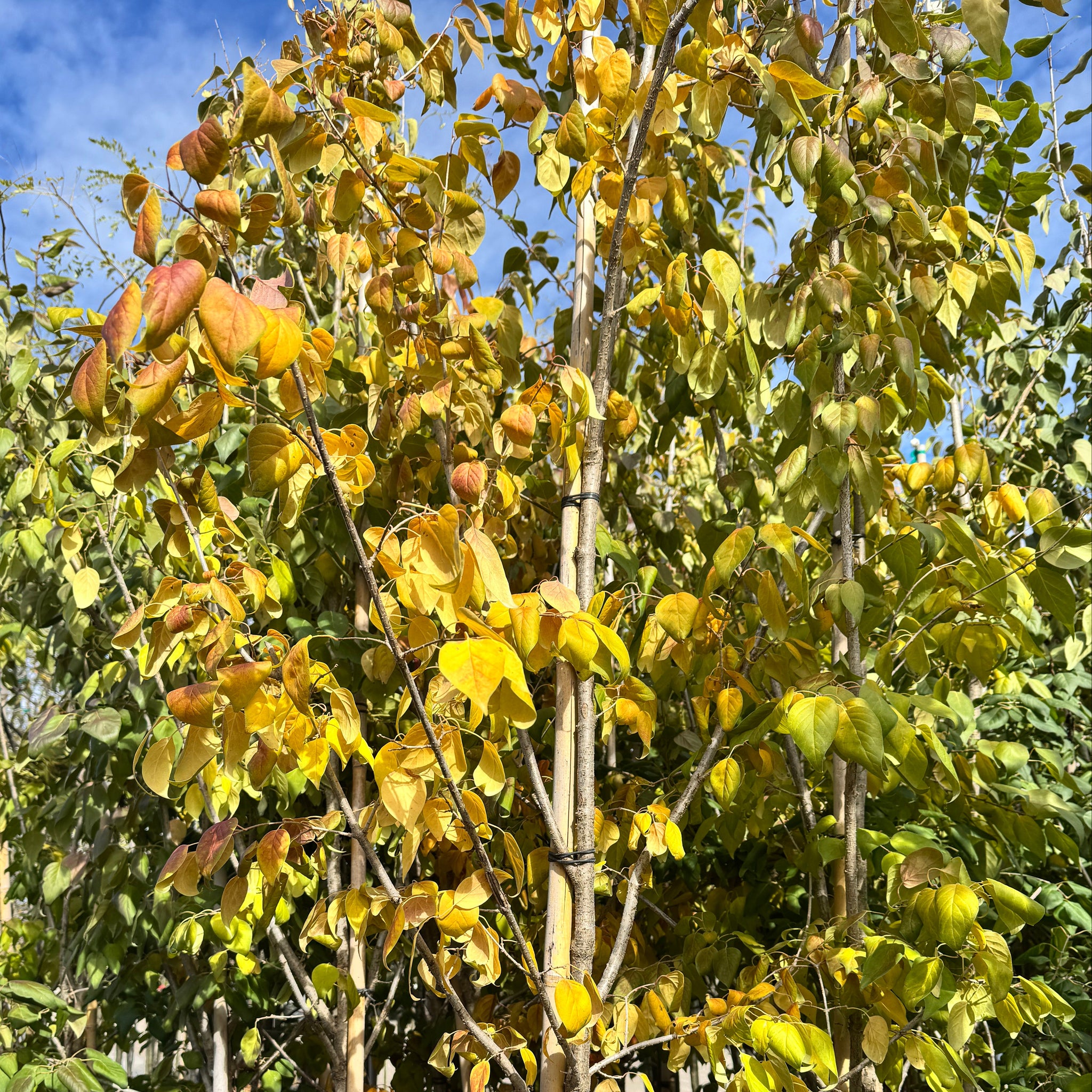 Beijing Gold™ Tree Lilac