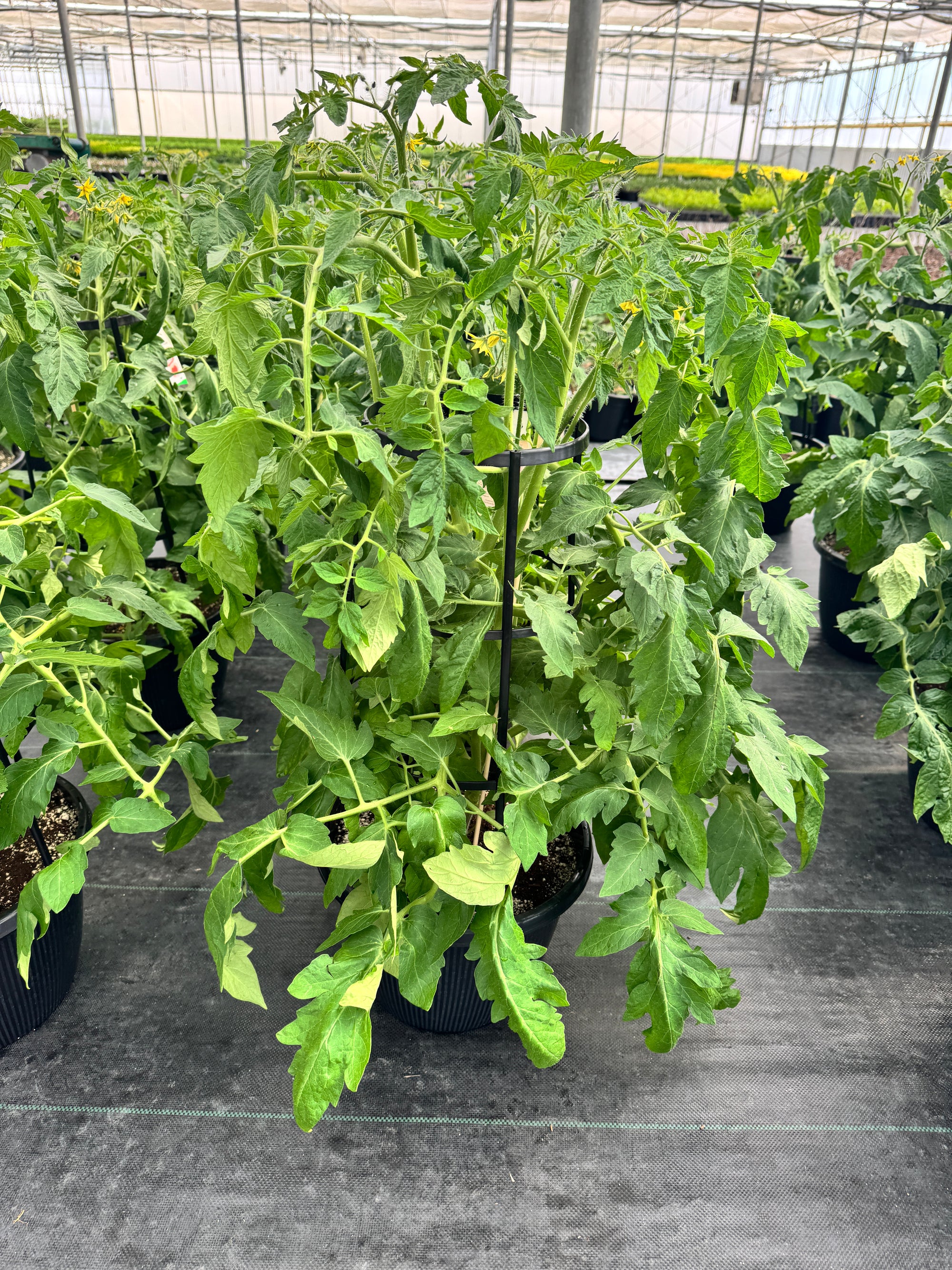 Homeslice Tomato