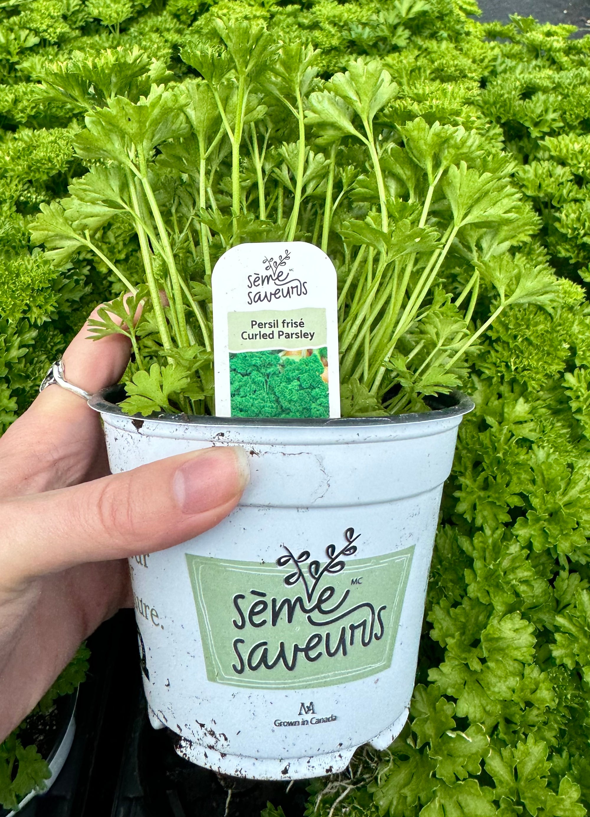 Curled Parsley