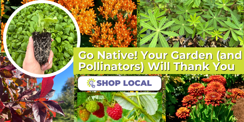 Go Native! Your Garden (and Pollinators) Will Thank You