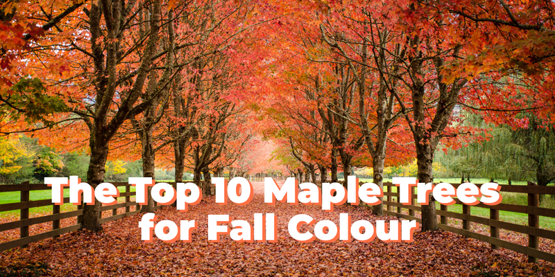The Top 10 Maple Trees for Fall Colour