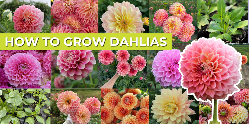 How to Grow Dahlias