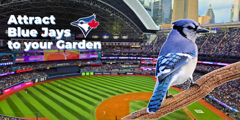 A Blue Jay (the bird) at the Toronto Blue Jays Rogers Stadium