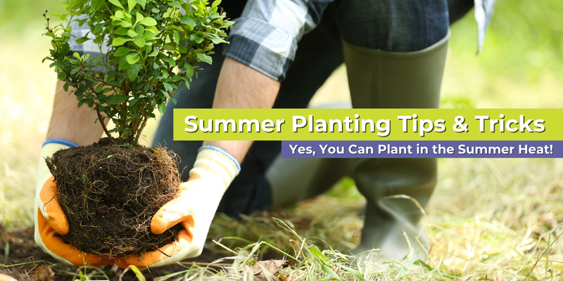 Summer Planting Tips & Tricks
