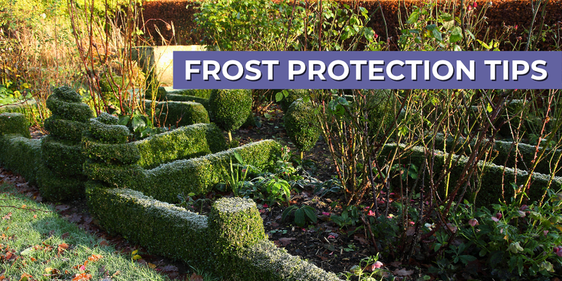 Frost Protection Tips for a Healthier Spring Garden