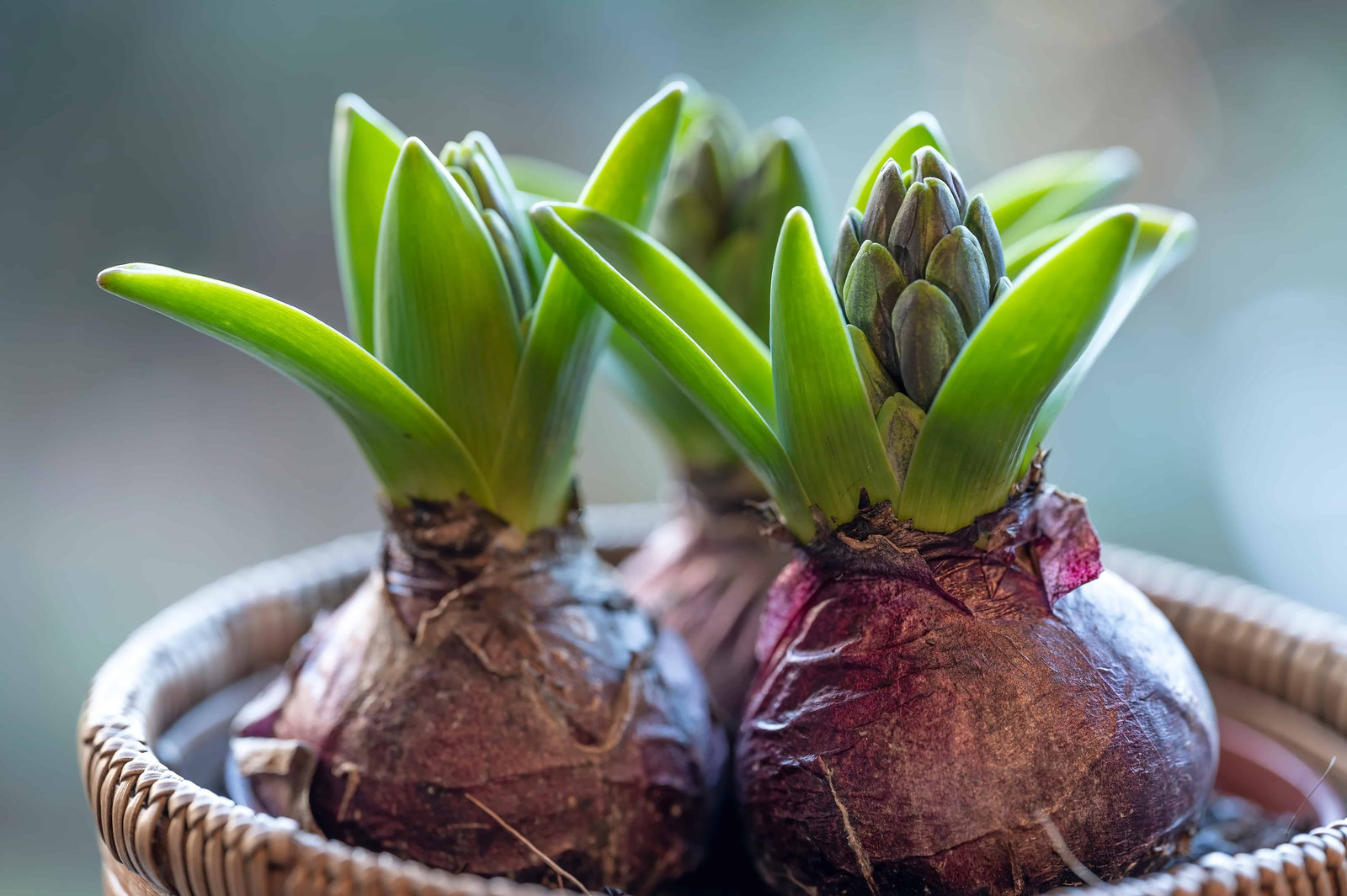 Bulbs
