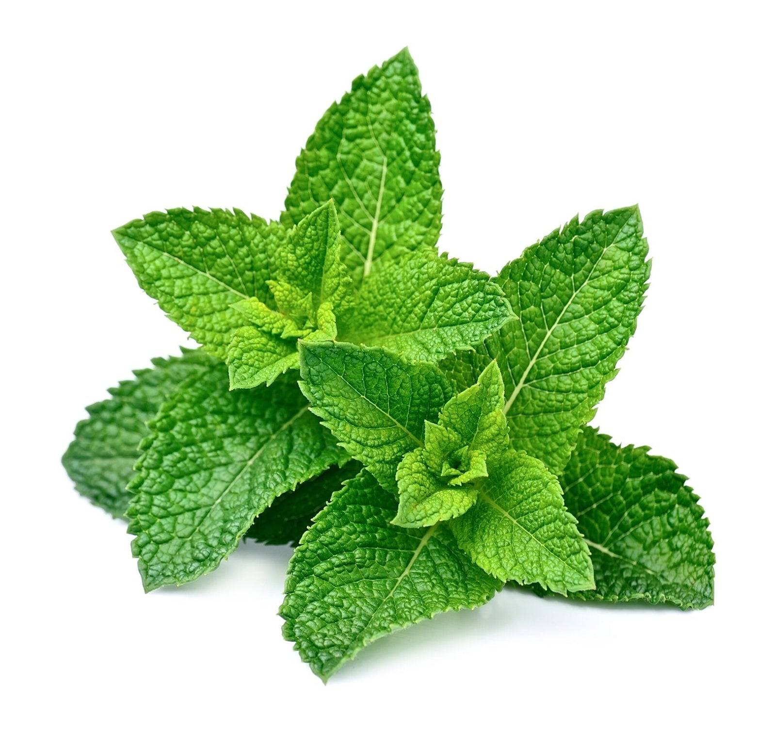 Herbs & Vegetables