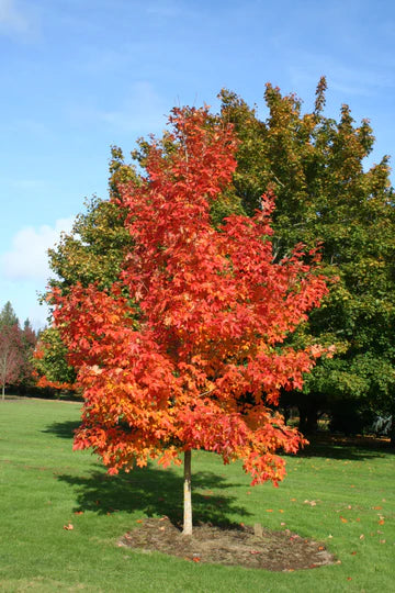 Trees