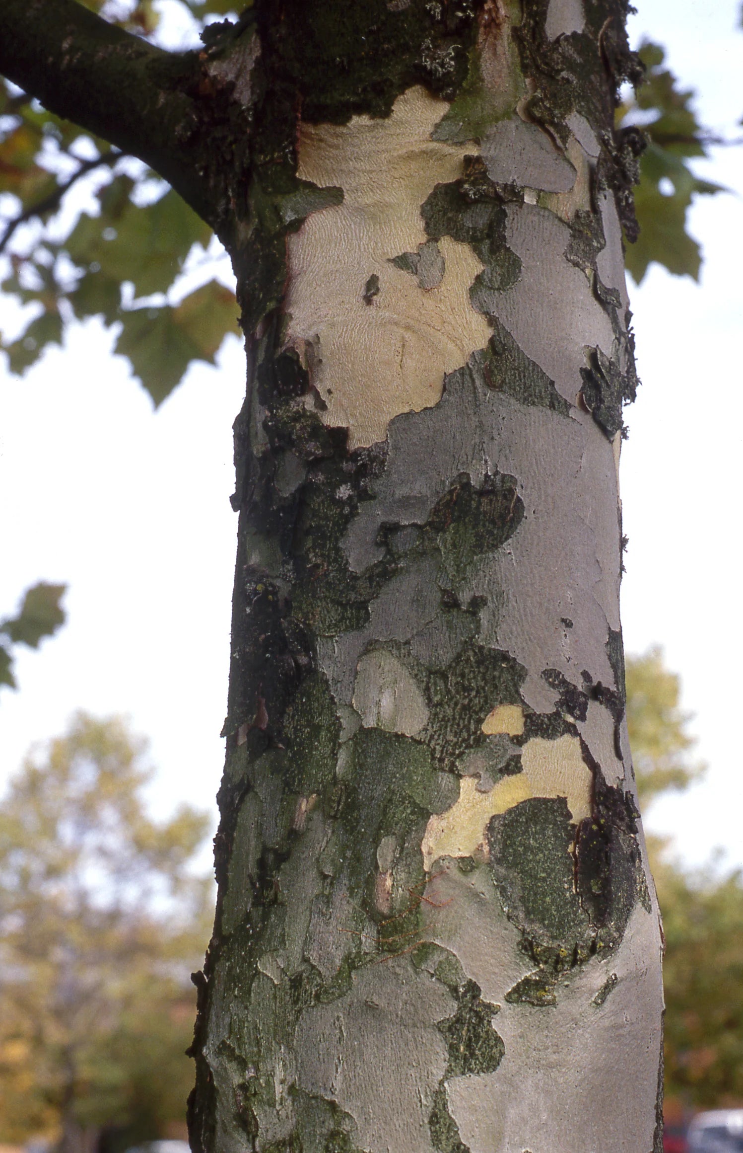 Decorative Winter Bark