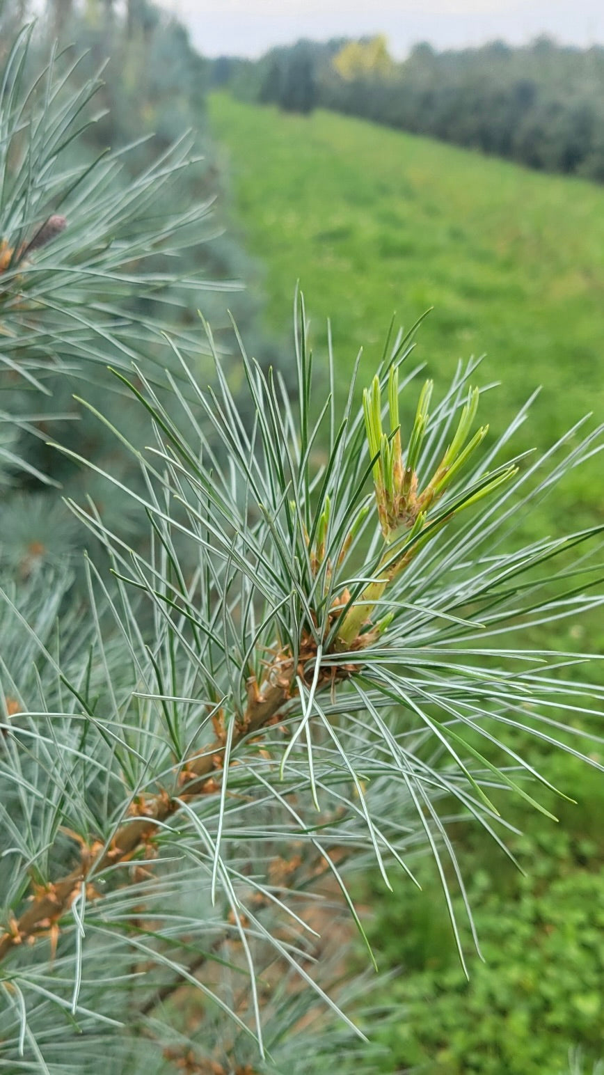 Blue Clovers White Pine