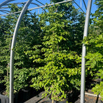 European Hornbeam