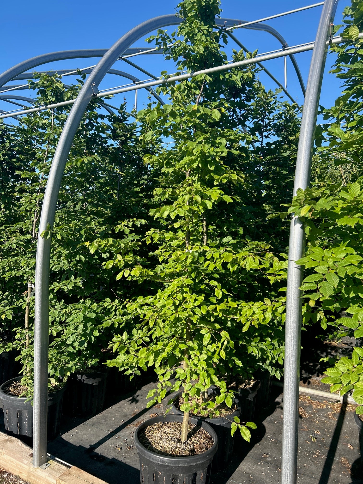 European Hornbeam
