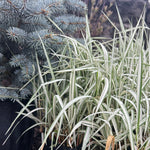 Strawberries and Cream Ribbon Grass