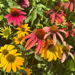 Cheyenne Spirit Coneflower