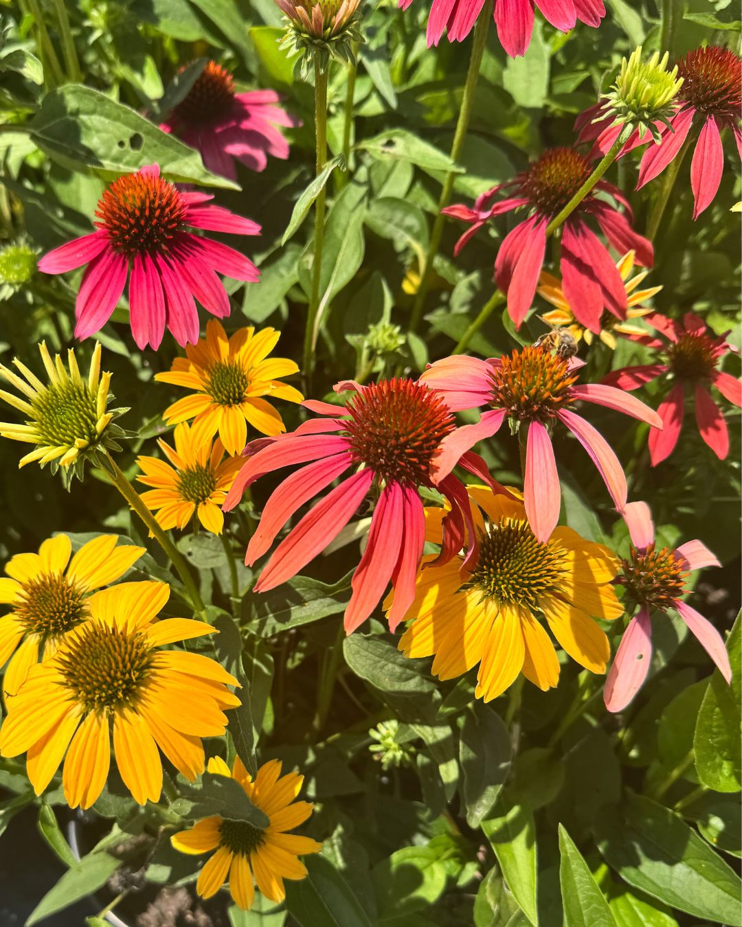 Cheyenne Spirit Coneflower