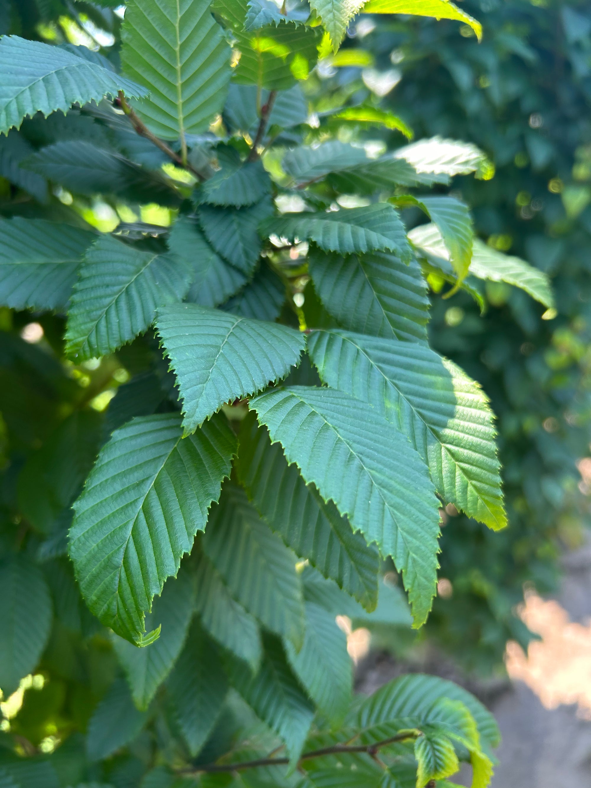 Lucas Pyramidal Hornbeam