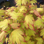 Red Fingernails Japanese Maple