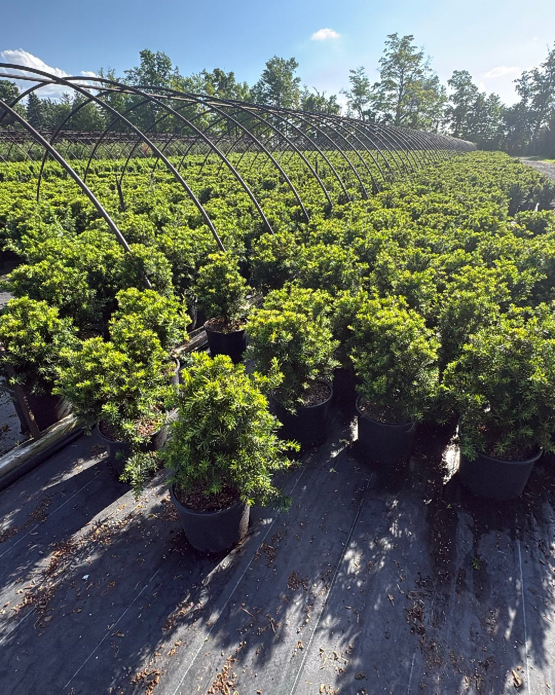 Dense Yew