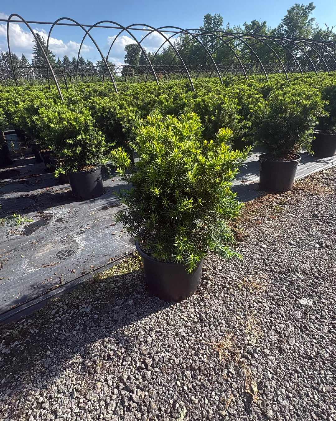 Dense Yew