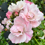 Apple Blossom Carpet Rose