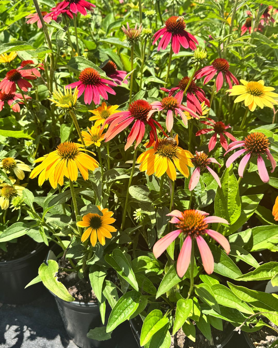 Cheyenne Spirit Coneflower