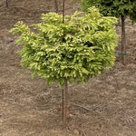 Northlight Dawn Redwood