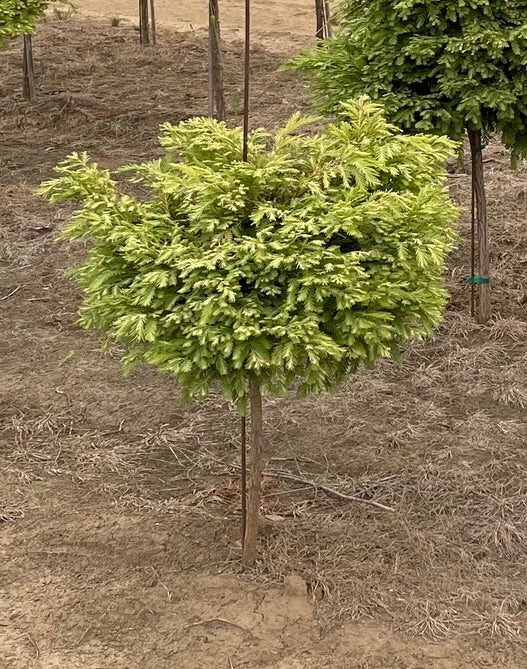 Northlight Dawn Redwood