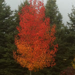 Worplesdon Sweetgum