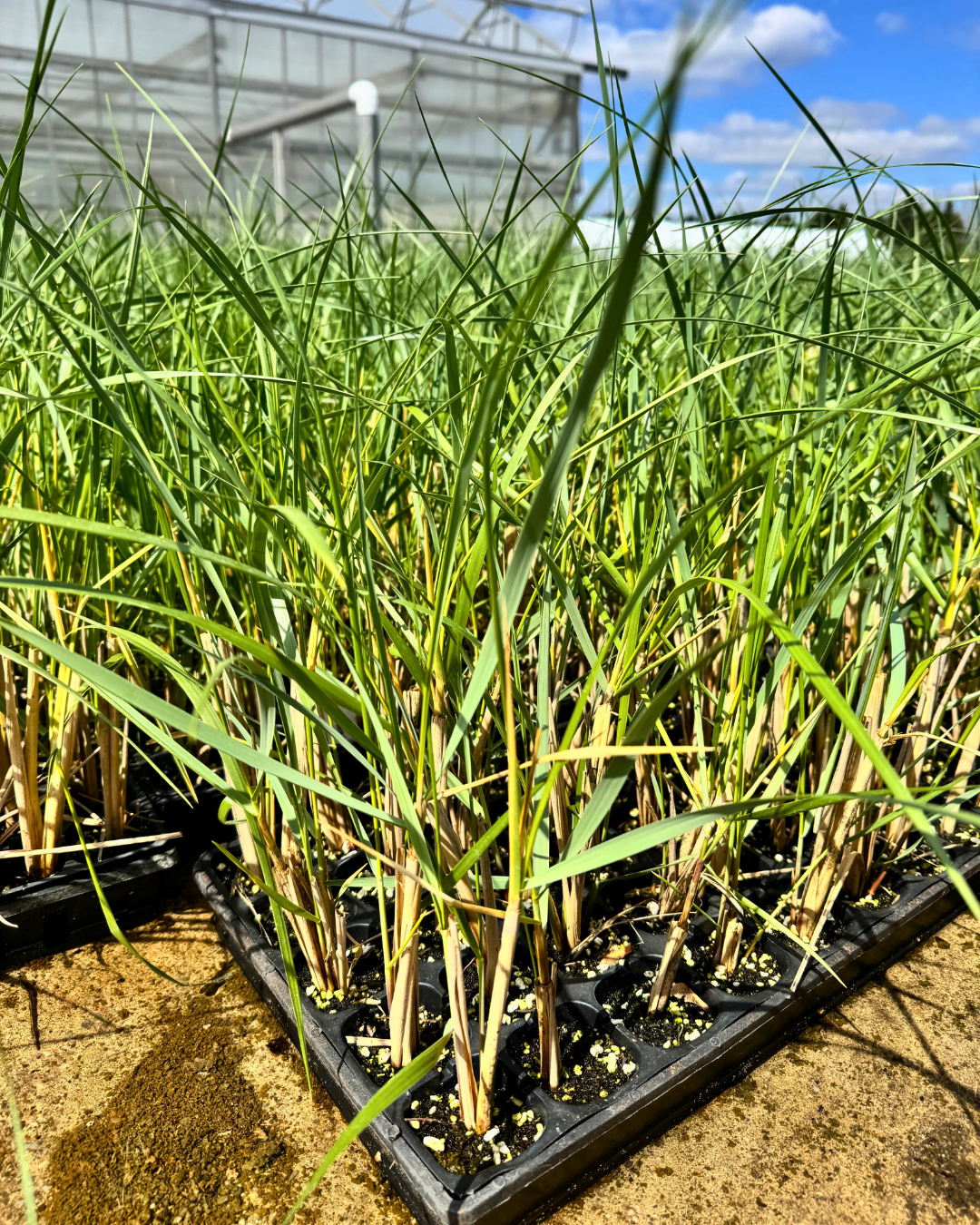 American Beach Grass