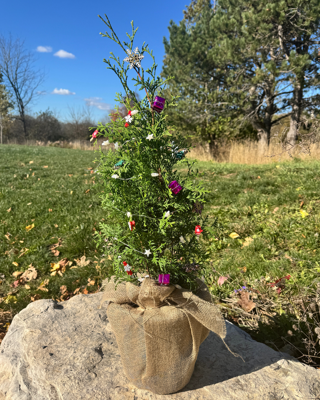 Christmas Urn Insert - Private Jet™ Cedar