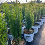 Stonehenge Skinny® Yew