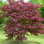 Forest Pansy Redbud