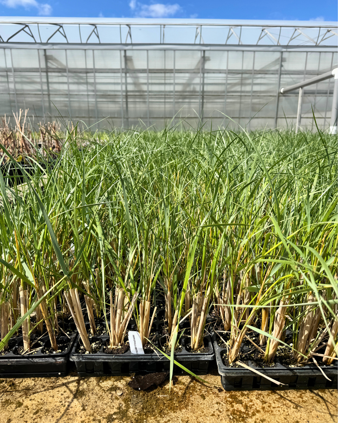 American Beach Grass