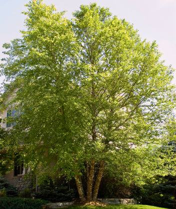 Plant Size Definitions – GardenTap