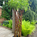 Braided Willow 80cm (12 Pot)"