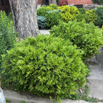Woodward Cedar