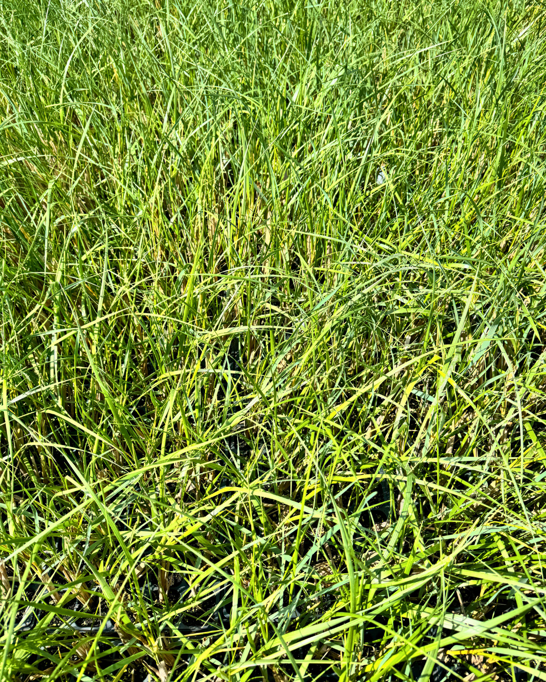 American Beach Grass