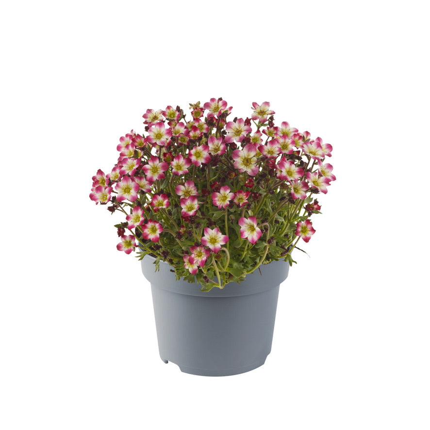 Marto™ Red Picotee Rockfoil