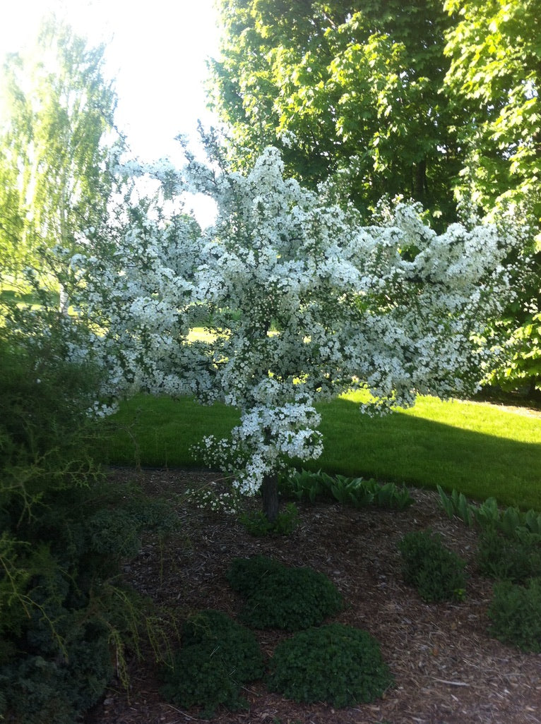 Pink Sargent Crabapple