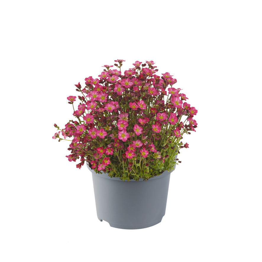 Marto™ Hot Rose Rockfoil