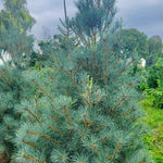 Blue Clovers White Pine